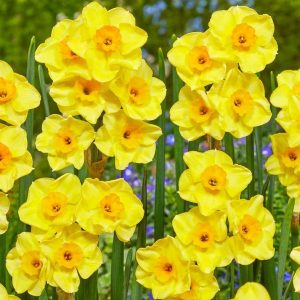 NARCYZ - GOLDEN DAWN