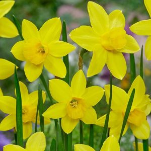 NARCYZ - MARIE CURIE DIAMOND