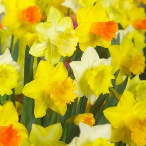 NARCYZ - LARGE FLOWERING MIXTURE