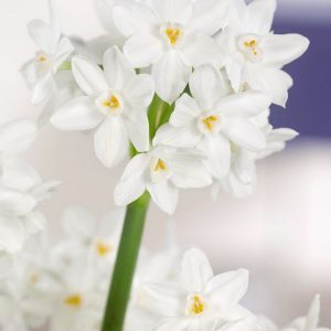 NARCYZ - PAPERWHITE ZIVA