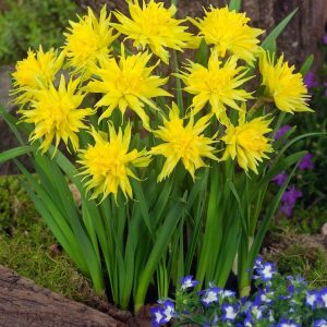 NARCYZ - RIP VAN WINKLE