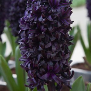 HIACYNT - MIDNIGHT SKY