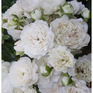RÓŻE OKRYWOWA - WHITE FAIRY