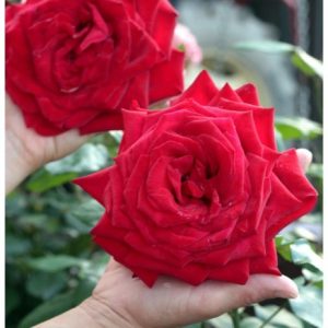 RÓŻA WIELKOKWIATOWA - POULMAN