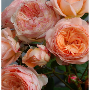 RÓŻA WIELKOKWIATOWA - SOURIRE DU HAVRE