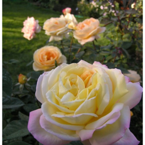 RÓŻA WIELKOKWIATOWA - GLORIA DEI