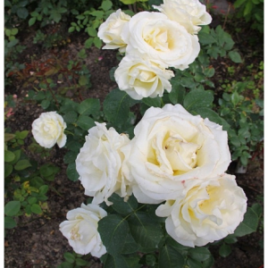 RÓŻA WIELKOKWIATOWA - CHOPIN