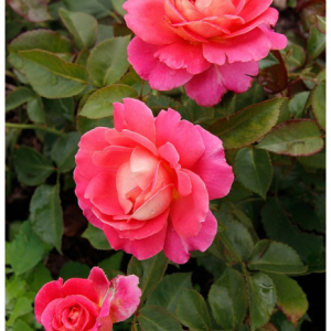 RÓŻA WIELKOKWIATOWA - AUDREY WILCOX