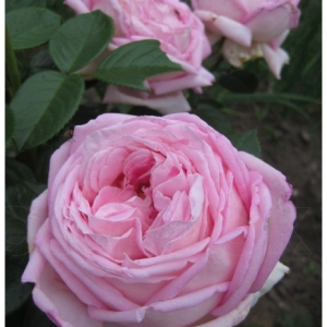 RÓŻA WIELKOKWIATOWA - MYRIAM