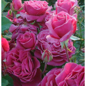 RÓŻA WIELKOKWIATOWA - BLACKBERRY NIP