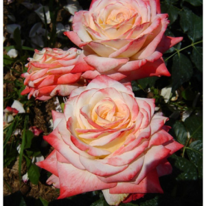 RÓŻA WIELKOKWIATOWA - IMPERATRICE FARAH