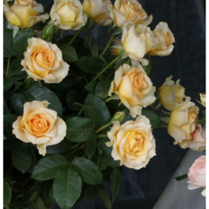 RÓŻA WIELKOKWIATOWA - CASANOVA