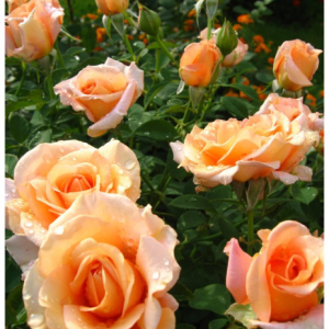 RÓŻA WIELKOKWIATOWA - WARM WISHES