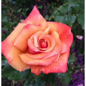 RÓŻA WIELKOKWIATOWA - PICCADILLY