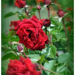 RÓŻA WIELKOKWIATOWA - PAPA MEILLAND