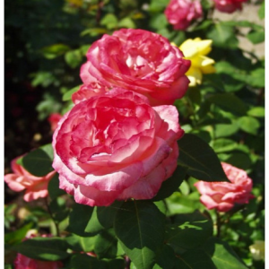 RÓŻA WIELKOKWIATOWA - AACHENER DOM