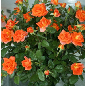 RÓŻA WIELKOKWIATOWA - MONIKA