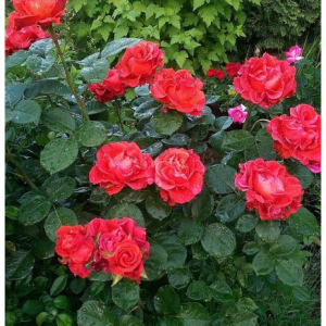 RÓŻA WIELKOKWIATOWA - EL TORO