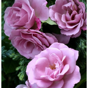 RÓŻA WIELKOKWIATOWA - MOODY BLUE