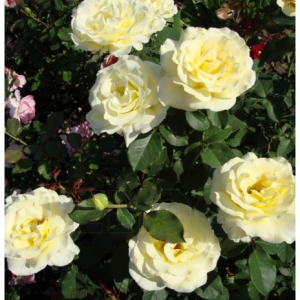 RÓŻA WIELKOKWIATOWA - ELINA