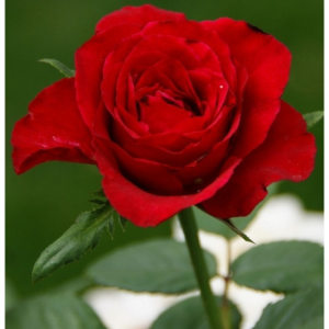 RÓŻA WIELKOKWIATOWA - GRAND GALA