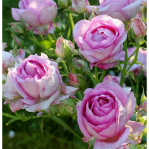 RÓŻA WIELKOKWIATOWA - VILLAGE de SAINT YRIEIX