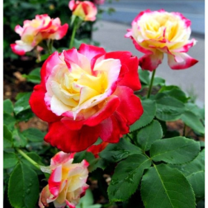 RÓŻA WIELKOKWIATOWA - DOUBLE DELIGHT