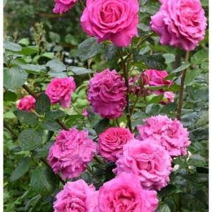 RÓŻA WIELKOKWIATOWA - CHATONNE