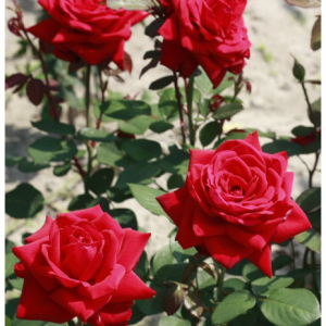 RÓŻA WIELKOKWIATOWA - MISTER LINCOLN