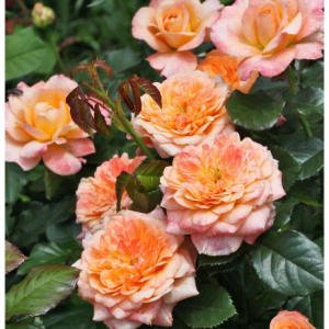 RÓŻA WIELKOKWIATOWA - SAMARITAN