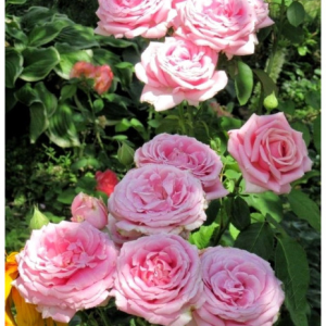 RÓŻA WIELKOKWIATOWA - FREDERIC MISTRAL