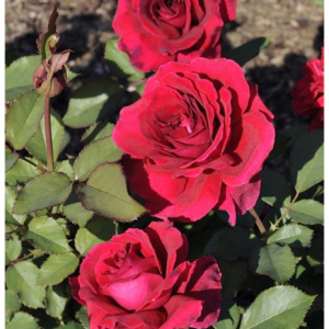 RÓŻA WIELKOKWIATOWA - VELVET FRAGRANCE