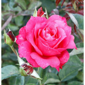 RÓŻA WIELKOKWIATOWA - VENROSA