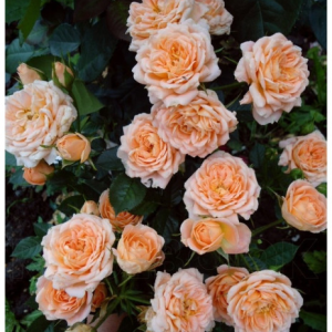 RÓŻA MINIATUROWA - SWEET DREAM