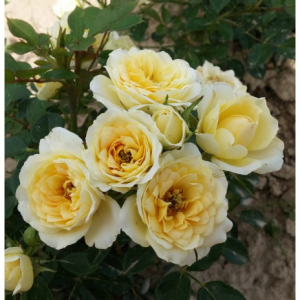 RÓŻA MINIATUROWA - SWEET MEMORIES