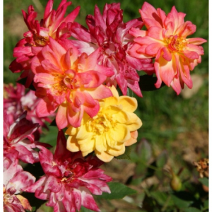 RÓŻA MINIATUROWA - BABY MASQUERADE