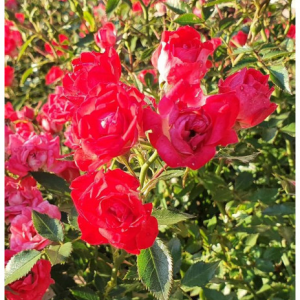 RÓŻA OKRYWOWA - GIGGLES