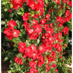 RÓŻA POMARSZCZONA - ROBUSTA