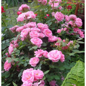 RÓŻA PARKOWA - PRAIRIE JOY