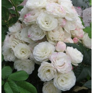 RÓŻA PARKOWA - BOUQUET PARFAIT