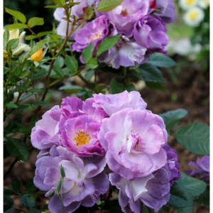 RÓŻA PARKOWA - BLUE for YOU