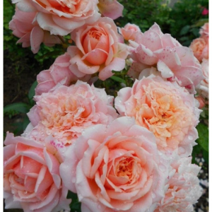 RÓŻA PARKOWA - VERSIGNY