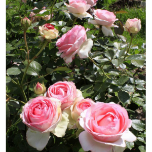 RÓŻA PARKOWA - EDEN ROSE