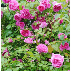 RÓŻA PARKOWA - MORDEN CENTENNIAL