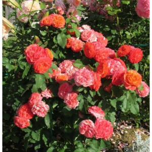 RÓŻA PARKOWA - EMILIEN GUILLOT