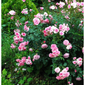 RÓŻA PARKOWA - MARTIN FROBISHER