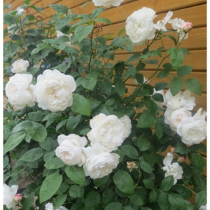 RÓŻA PARKOWA - AUScat