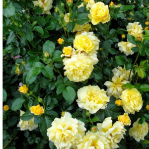 RÓŻA PARKOWA - CHINATOWN