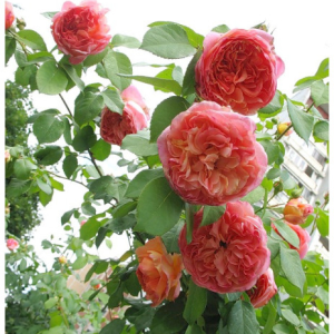 RÓŻA PARKOWA - PAPI DELBARD