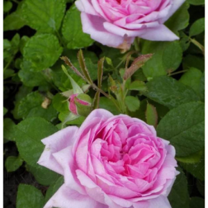 RÓŻA PARKOWA - Madame BOLL